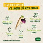 Potagères - Navet-Légume Rave d'Auvergne Hâtive - image